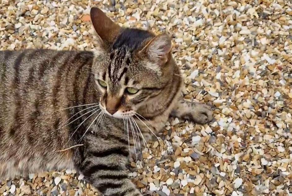Vermisstmeldung Katze rassenmischung Männliche , 11 jahre Saint-Martial-d'Artenset Frankreich