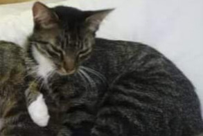 Vermisstmeldung Katze Weiblich , 10 jahre Busserolles Frankreich Vermisstmeldung Katze Weiblich , 10 jahre Busserolles Frankreich