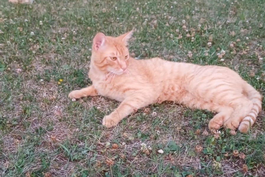 Alerte Disparition Chat Mâle , 2 ans Saint-Aubin-de-Nabirat France Alerte Disparition Chat Mâle , 2 ans Saint-Aubin-de-Nabirat France