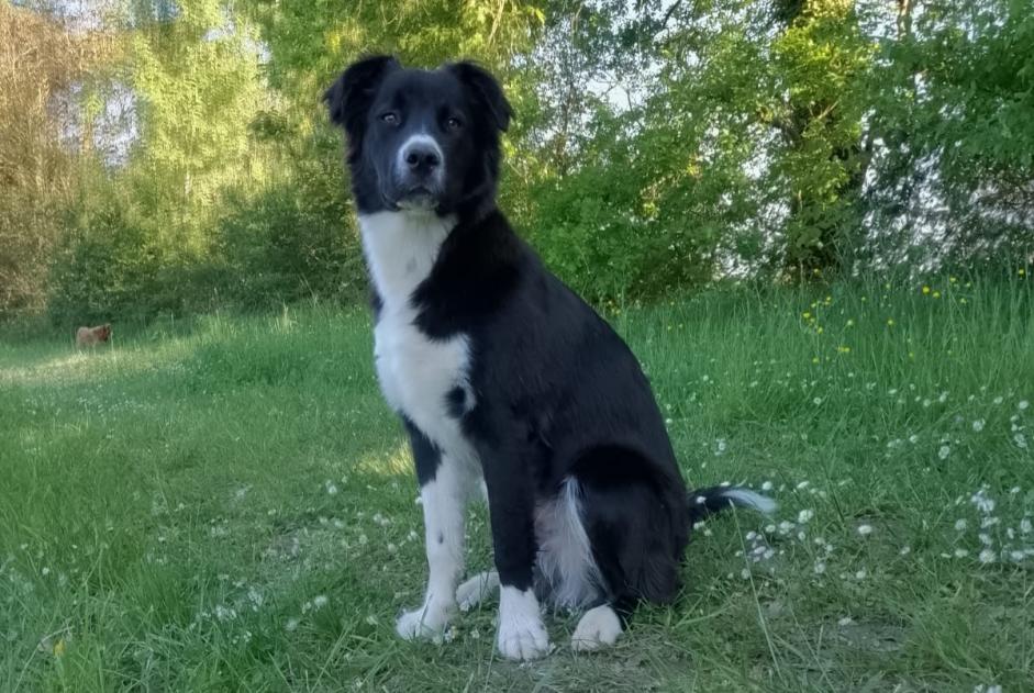 Alerte Disparition Chien croisement Mâle , 0 ans Antonne-et-Trigonant France