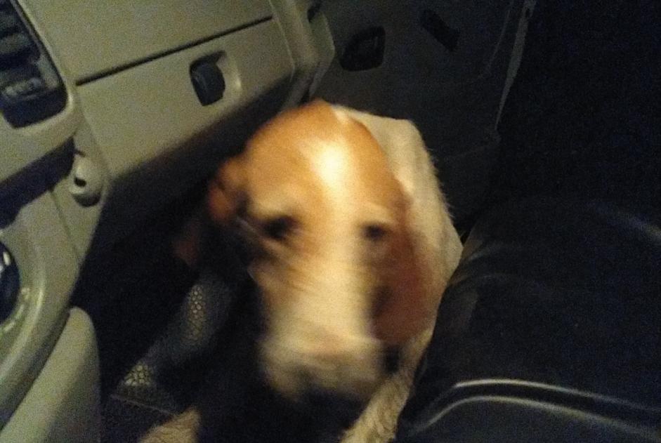 Avviso Ritrovamento Cane Non conosciuta , 6 anni Busserolles Francia